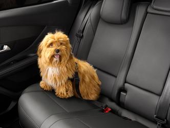 Ceinture De Securite Pour Animal  opel